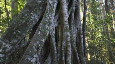 Uzun incir ağacının panoramik görüntüsü