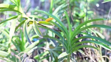 Khlong Lat Mayom Pazarı 'nda orkideler büyüyor