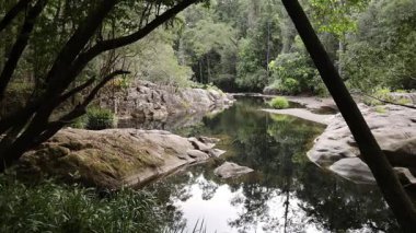 Berrak bir ormandan akan sakin bir nehir.