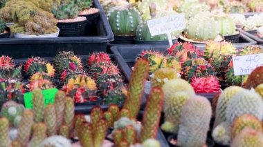 Bangkok pazarında satılık çeşitli kaktüsler sergilendi