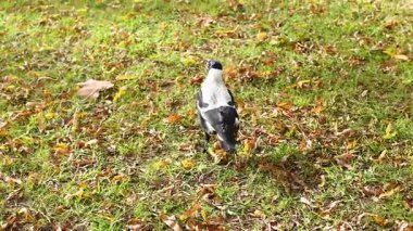 Melbourne Müzesi 'nde otlakları keşfeden Magpie
