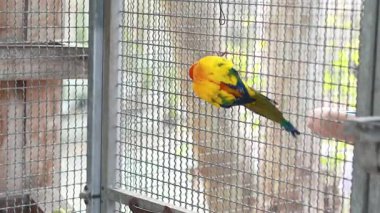 Pazar yerindeki ziyaretçilerle güneş konvoyu etkileşimi