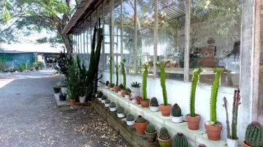 Bir sera pazarında sera içinde kaktüsler sergileniyor