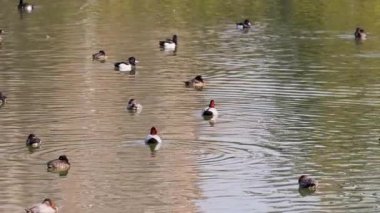 Çok sayıda ördek sakince suda yüzüyor.