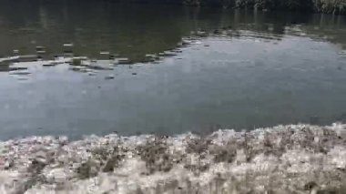 Bir dizi su karışıklığı ve yatıştırıcı dalgalanmalar