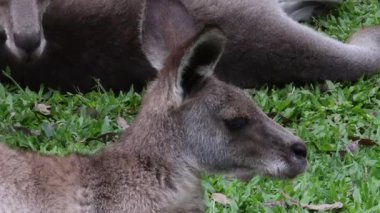 Bir kanguru otlak bir alanda sakince uzanır..