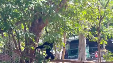 Gibbons hayvanat bahçesinde sallanıyor ve etkileşime giriyor.