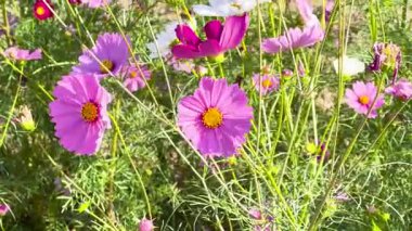 Canlı kozmos çiçekleri rüzgarda sallanıyor.