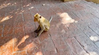 Maymun hayvanat bahçesinde oturur ve etrafı izler.