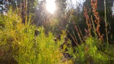 Yemyeşil yaprakların arasından süzülen güneş ışığı