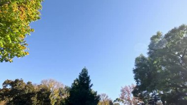 Ağaçların panoramik görüntüsü ve berrak gökyüzü