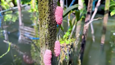 Bangkok 'ta sudaki ağaçta pembe yumurtalar