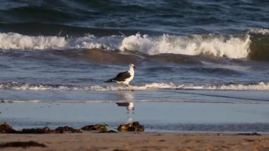 Büyük siyah sırtlı bir martı, sığ okyanus dalgalarında doğal ışık altında kumlu bir sahilde yürür.