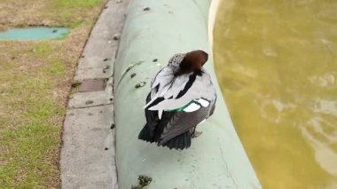 Bir ördek kendini bir su kütlesinin yanına süslemiş.