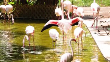 Flamingolar Hong Kong 'da bir göletin yanında etkileşim halindeler.