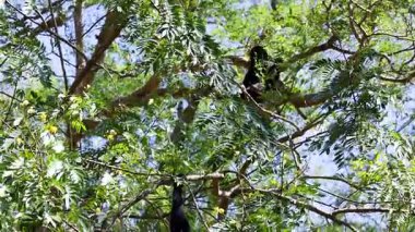 Gibbons şen şakrak sallanıyor yemyeşil ağaçların arasında
