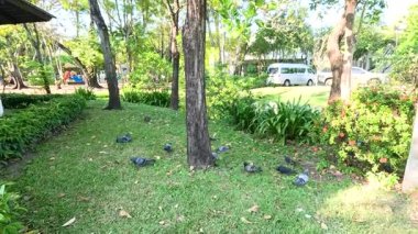 Bangkok, Tayland 'da verimli yeşillikler, ağaçlar ve parlak güneş ışığı altındaki güvercinlerin olduğu sakin bir park sahnesi.