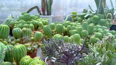 Kaktüs, pazardaki bir serada sergileniyor.