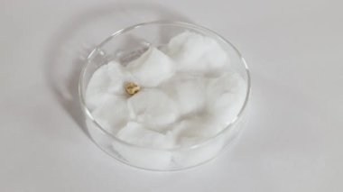 Bir bilim adamı tohumları pamuklu bir petri kabına yerleştirir ve parlak ışık altında kontrollü bir büyüme deneyini gösterir.