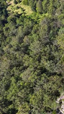 Nimbin, Avustralya 'daki yoğun orman tepe örtüsünü görüntüler. Güneş ışığı filtreleri, canlı yeşil yaprakları vurguluyor