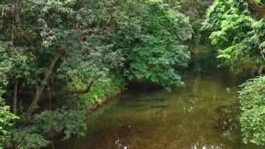 Avustralya 'nın Port Douglas kentindeki yumuşak, doğal ışık altında yoğun yağmur ormanlarından geçen sakin bir dere, canlı yeşillikleri yansıtıyor.