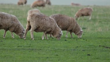 bir alanda çim yeme koyun