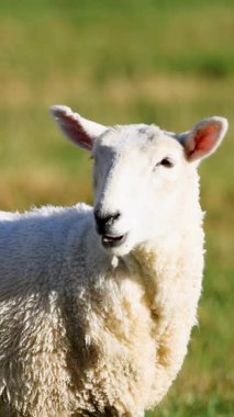 Bir Romney koyunu, sakin ve meraklı bir şekilde güneşli bir tarlada duruyor. Queenstown, Yeni Zelanda 'da yakalandı.