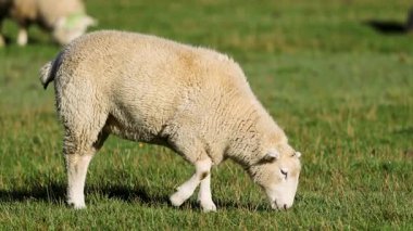 Bir koyun, canlı yeşil otlar ve uzak tepelerle çevrili güneşli bir arazide huzur içinde otlar.