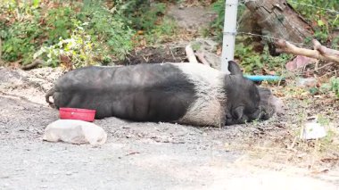 Kırmızı bir kasenin yanında dinlenen bir domuz