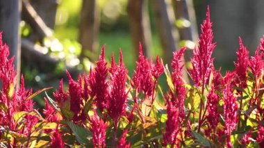 Güneşli bir bahçede canlı celosia çiçekleri