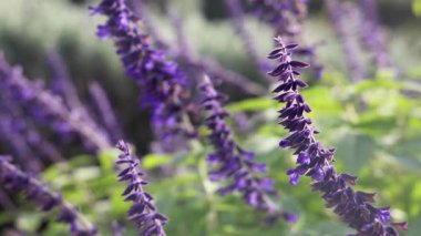 Mor çiçeklerin yakın çekimi rüzgarda sallanıyor