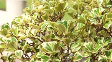 Sakin bir park ortamında canlı bir yeşillik yakalandı.