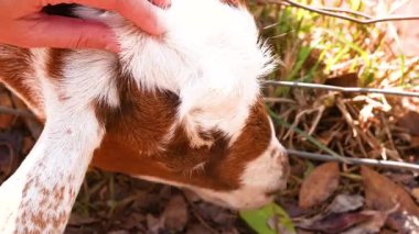 Bir insan, güneşli bir çiftlikteki çitlerin arasından bir keçiyi nazikçe okşayarak sıcak ve huzurlu bir atmosfer yaratır.