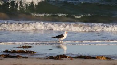 Kara sırtlı bir martı dalgaların çarptığı bir sahil boyunca yürüyor. Doğal ışıklandırma sakin kıyı ortamını vurguluyor