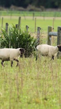 Clun Ormanı koyunu, Yeni Zelanda 'da Tekapo Gölü yakınlarındaki çimenli bir tarlada gün ışığında geziniyor.