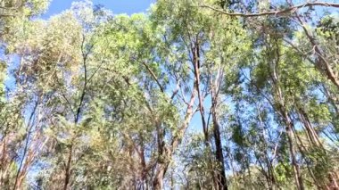 Açık mavi gökyüzünün altındaki uzun okaliptüs ağaçları.