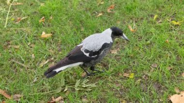 Bir saksağan çimenlerde yiyecek arar