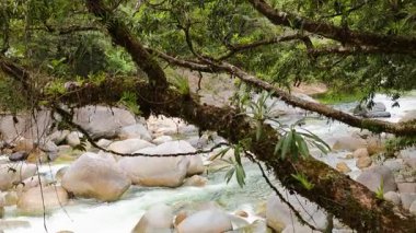 Yumuşak doğal aydınlatma altında, yosun kaplı dallar ve pürüzsüz kayalar çerçeveli, sakin bir nehir, yemyeşil yağmur ormanlarının içinden akar.
