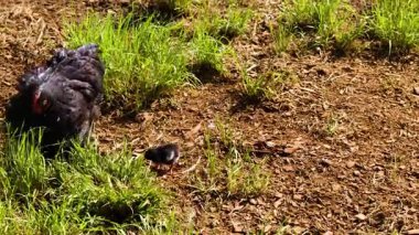 Bir tavuk ve civciv Byron Körfezi 'nde güneşli bir çiftlikte dolaşır, kırsal alanda doğal davranış ve etkileşim sergilerler.