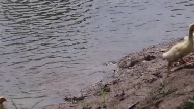 Ördekler suya girer, yüzer ve kıyıya geri döner.