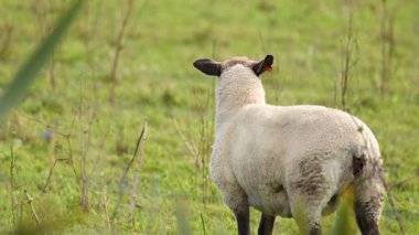 Bir Clun Ormanı koyunu, Yeni Zelanda 'daki Tekapo Gölü' nün doğal gün ışığı altında yemyeşil bir alanda huzur içinde otlar.