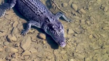 İnsansız hava aracı, sığ bir nehirde tuzlu su timsahını yakalar ve doğal yaşam alanını ve dokulu pullarını vurgular.