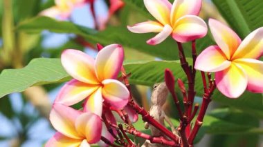 Kertenkele rengarenk Plumeria çiçeklerinde geziniyor.