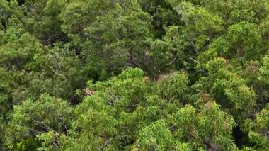 Port Douglas 'taki yoğun yeşil yağmur ormanlarının hava manzarası, gün ışığında yükselen bir dron tarafından ele geçirildi.