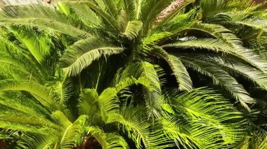 Monte Carlo 'da sallanan yemyeşil palmiye ağaçları