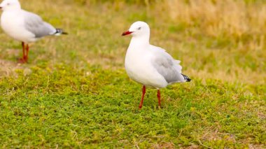 Kırmızı gagalı bir martı uçmadan önce çimenli bir arazide duruyor. Parlak gün ışığı doğal ortamı güçlendirir.