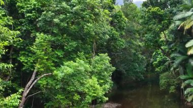 İnsansız hava aracı görüntüleri, Avustralya 'nın Port Douglas kentindeki yoğun ve canlı yağmur ormanlarının içinden geçen sakin bir dereyi doğal gün ışığı altında yakalıyor.