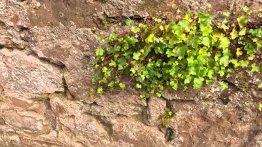 Taş duvarda büyüyen yeşil bitkiler