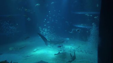 Balina köpekbalığı büyük bir akvaryumda yüzüyor.