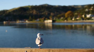 Gün batımında Akaroa 'nın dingin sularına bakan bir çitin üzerinde sıcak bir ışık ve sakin bir atmosferle bir martı dinlenir.